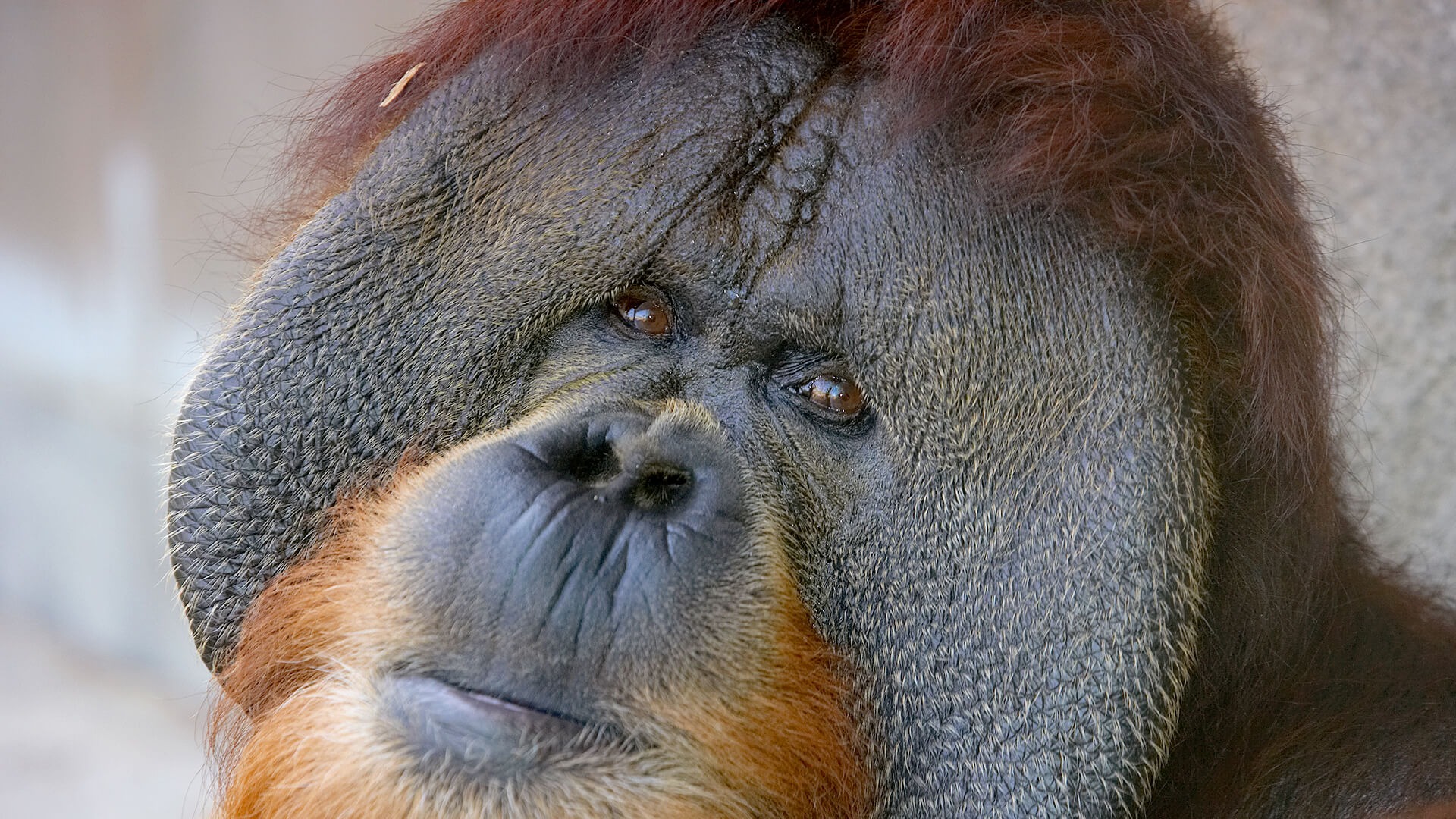 Orangutan