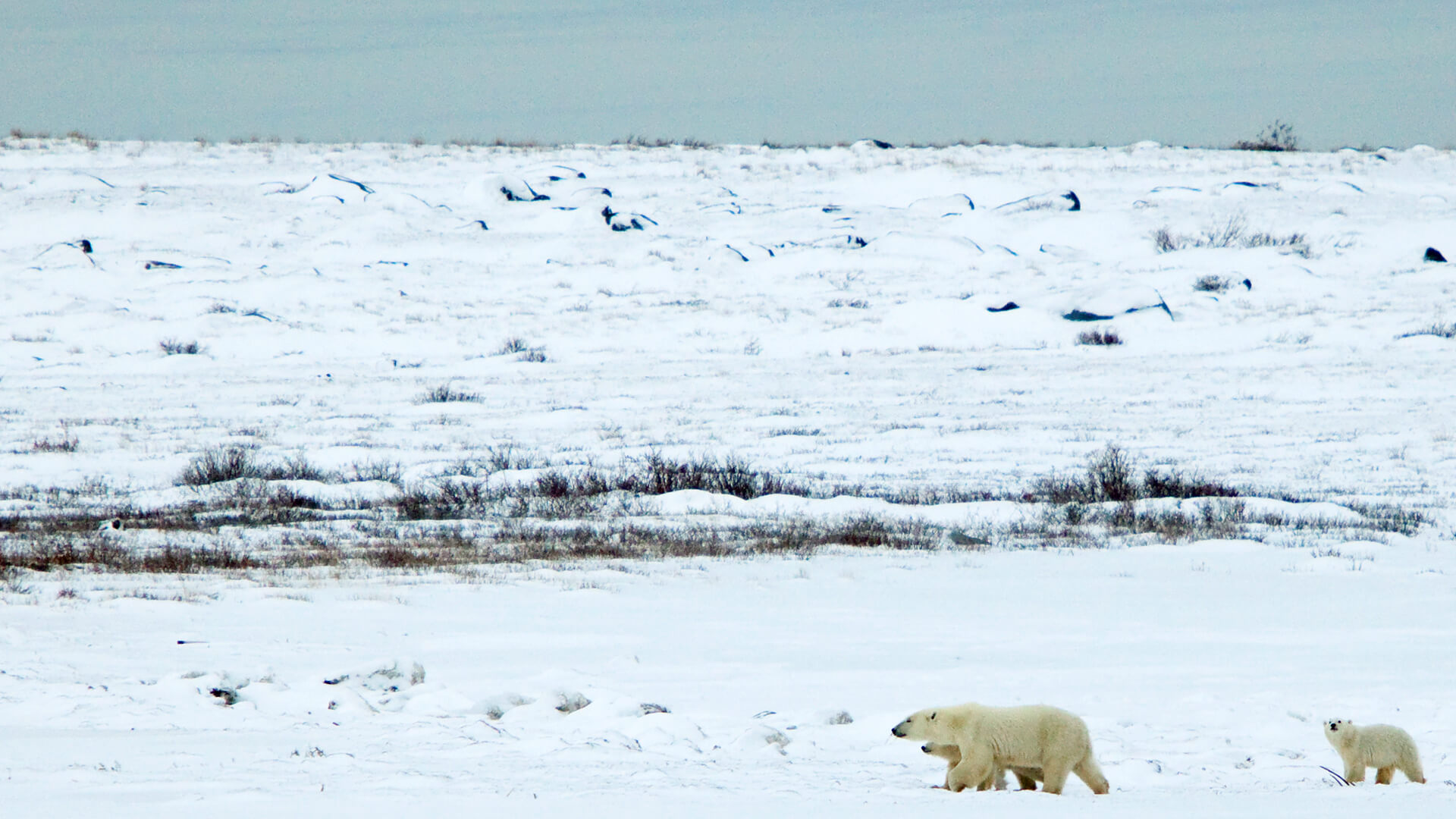 Polar Bear